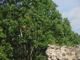ptak drapieżny w locie © Sławek