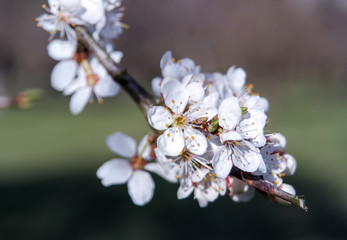 Beautiful blooming of decorative white apple and fruit trees over the bright blue sky in colorful vivid spring park full of green grass by dawn early light with first sun rays, fairy heart of nature