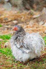 Bantam lavender curly chicken - 344130582