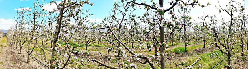 Apple blossoms in an orchard, spring concept