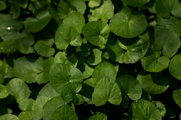 liście © kolorowekadry