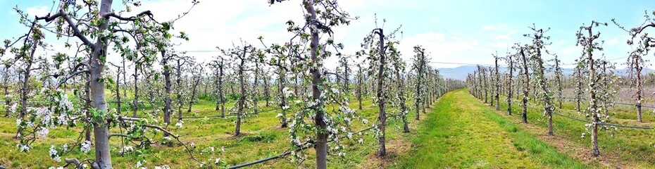 Apple blossoms in an orchard, spring concept