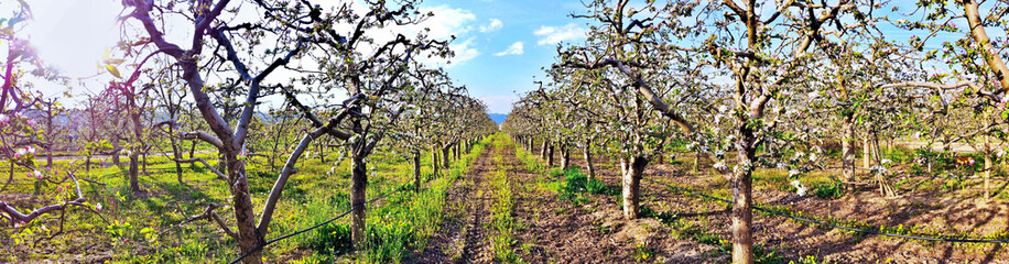 Fototapeta na wymiar Apple blossoms in an orchard, spring concept