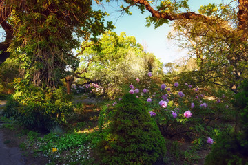 Beautiful spring garden and flowering pink peonies.