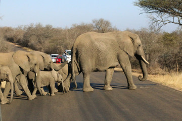 elephants crossing the streat