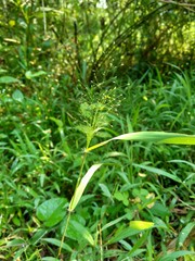 Close up green grass with natural background