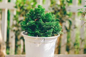 Thuja tree with green leaf and blur background (also known as Biota Orientalis, Vietnam). Nice bonsai tree in Dalat city. Royalty high-quality free stock image of trees