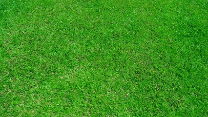 Fototapeta premium green grass background ,Groundcover