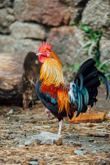 Miniature Serama chicken from Malaysia