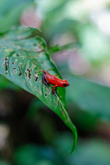 colorful frog on leaf