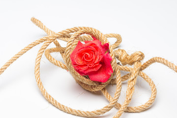 Rosa is the flower of spring, ideal for love