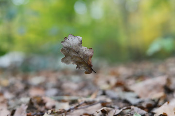 autumn in the woods