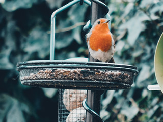 robin on feeder
