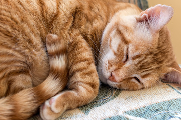 Red cat curled up on a chair and sleeping. Orange tabby cat closed his eyes and rests at home....