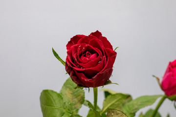 red rose 