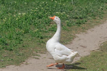 white goose crosses the path  