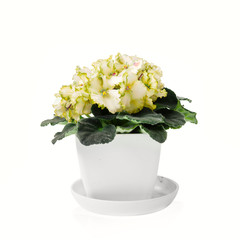 bright blooming violet on a white background, isolate