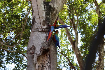 parrots on tree