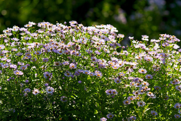Obraz na płótnie Canvas Botanical: Flowers Aster Amellus on the flower bed on beautiful sunny day, summer gardening