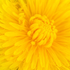Yellow center of yellow beautiful dandelion flower showing fibonacci pattern.
