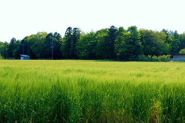 麦畑　森　風景　杤木