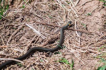black snake in dry grass on the ground