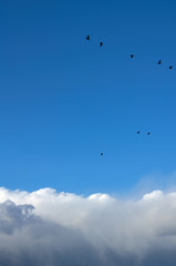Migratory birds. Blue sky and clouds.