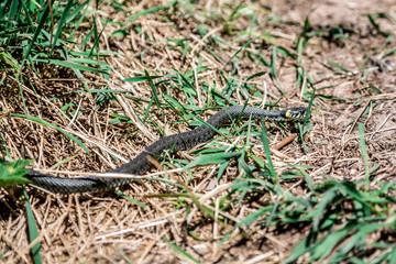 black snake in dry grass on the ground