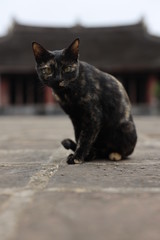 curious cat in temple