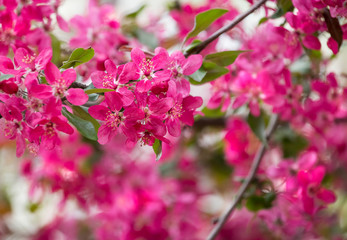 Bright purple red blossoming of a paradise apple tree or crab apple tree in botanical garden. Flowering apple tree in spring. Branch of a blossoming apple tree with red flowers closeup