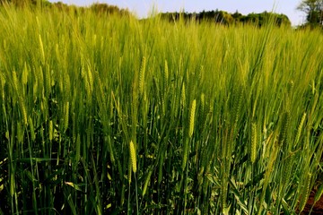 むぎ　畑　田舎　風景　杤木