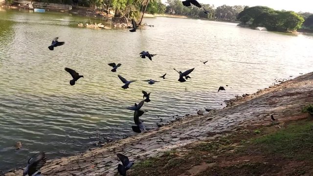 Flying pigeon birds in a botanical garden. Slow motion video recorded in Bangalore, India.