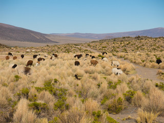 Obraz premium llamas graze through marshlands of the Bolivian altiplano near the Uyuni Salt Flat and Sajama, Bolivia