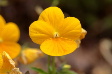 Fototapeta premium It's cherry blossom season.