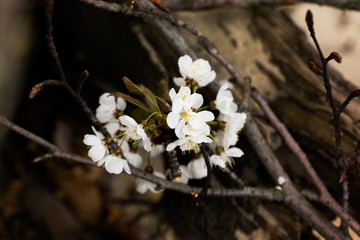 kwitnące wiśnie © kolorowekadry