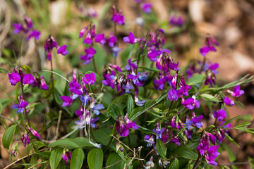 Naklejka premium kwiatki