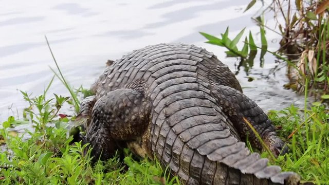 The black crocodile is a reptile that can measure up to three meters long and is the most frequent in the Iber&aacute; estuaries and they have the pleasant habit of sunbathing on the small islands.