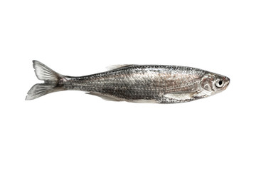 Fresh fish isolated on a white background. Fresh wild freshwater fish isolated over white with clipping path. Empty space for text. Copy space.