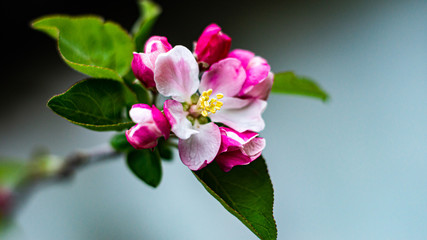 pink magnolia flower