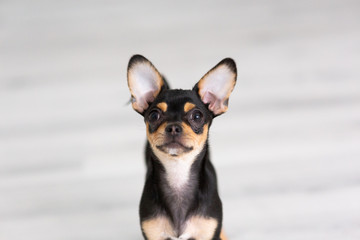 black Chihuahua puppy on a white background