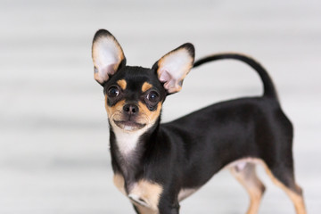 black Chihuahua puppy on a white background