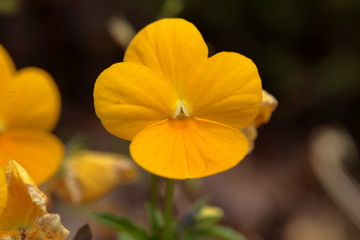 A lot of flowers begin to bloom in spring. 