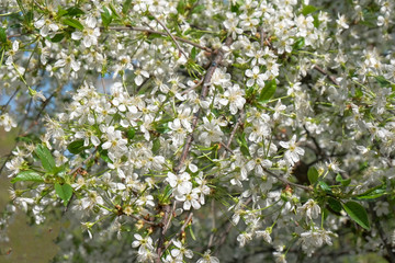 Branches of a blossoming cherry