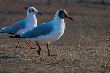 Brown headed Gull