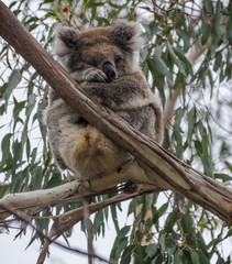 super cute sleeping koala in tree huging itself