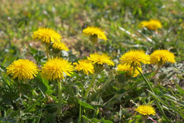Yellow dandelions bloom