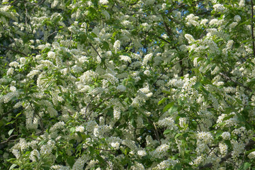 Branches of a flowering aronia tree