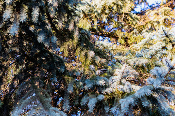 Naklejka na ściany i meble The natural backdrop of the blue spruce, with thin and soft with needles and brown cones, coniferous forest landscape closeup