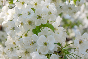 Branches of a blossoming cherry