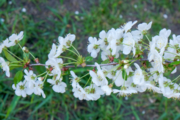 Branches of a blossoming cherry
